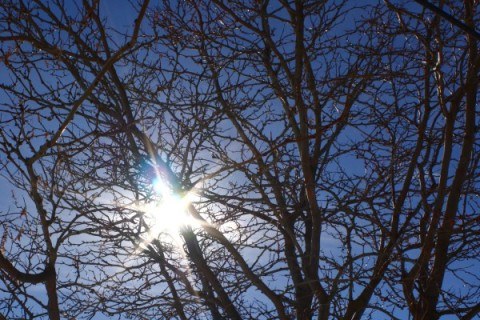 Winter sky and tree branches